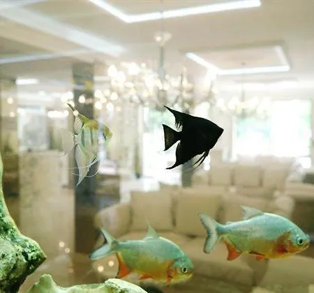 Harmony Dream Island *